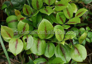 Extracto de raíz de sarsapogenina orgánica, polvo de sarsapogenina, suministro de fábrica - Product Image 4