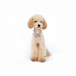 <span class=keywords><strong>Collar</strong></span> de joyería con diamantes de imitación para perro y gato, accesorio de moda para perro - Product Image 2