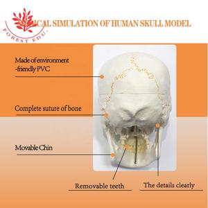 Sutura ósea de estructura médica, modelo de <span class=keywords><strong>cráneo</strong></span> anatómico humano mostrado - Product Image 2