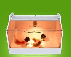 <span class=keywords><strong>Poussin</strong></span> <span class=keywords><strong>couveuse</strong></span> pour Poulet chaud vente au Pakistan - Product Image 2