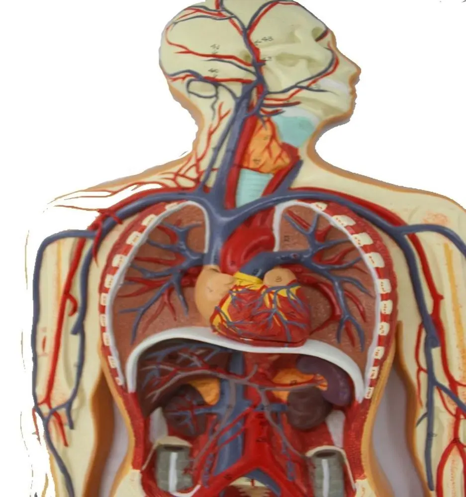 Model of Human Blood Circulation System cardiovascular and heart anatomy model