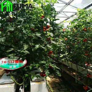 كبير نفق البلاستيك الدفيئة الزراعية PE فيلم حار بيع نظام استزراع مائي المسببة للاحتباس الحراري عن الطماطم - Product Image 6
