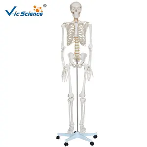 medical science High quality 2019 New Style life-size Plastic Human Skeleton Model for Sale life size skeleton