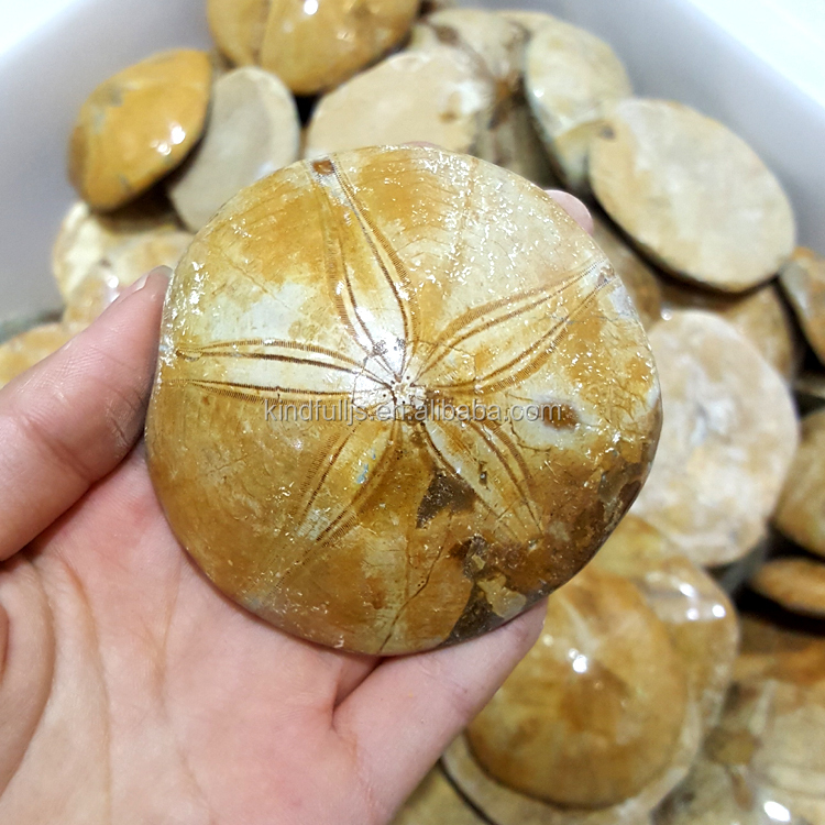 天然化石ヒトデ化石標本| Alibaba.com