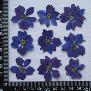 Multi Premuto Fiori Secchi, Margherita, Fiore Del Merletto, Amsonia, Rosa Ramo, Larkspur, Artemisia - Product Image 2