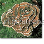 Naturel Certifié Biologique turquie queue extrait de champignon/champignons polypores versicolores extrait - Product Image 5