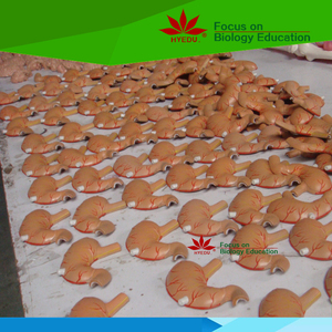 पशु शरीर मॉडल पशु चिकित्सक के लिए बिल्ली शरीर एक्यूपंक्चर मॉडल - Product Image 2