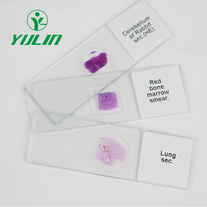 Bowel <span class=keywords><strong>the</strong></span> frog T.S. chemical supplies Labware glass zoology slides for teaching - Product Image 4