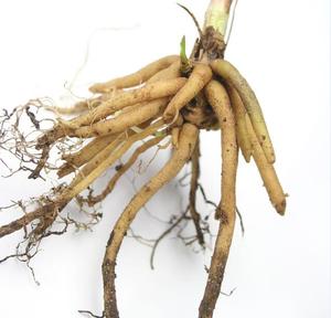 100% raízes <span class=keywords><strong>valerianae</strong></span> seca puras do <span class=keywords><strong>radix</strong></span> <span class=keywords><strong>valerian</strong></span> - Product Image 2