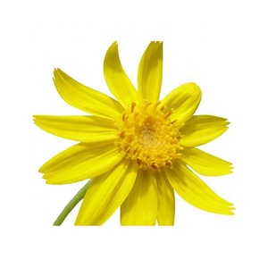HONGDA Hot Selling 10:1 Arnica Extract Powder Arnica Thymol Crystals Arnica Montana L. - Product Image 3