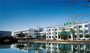 <span class=keywords><strong>Thé</strong></span> vert <span class=keywords><strong>Huangshan</strong></span> <span class=keywords><strong>Maofeng</strong></span>-<span class=keywords><strong>Thé</strong></span> chinois célèbre - Product Image 4