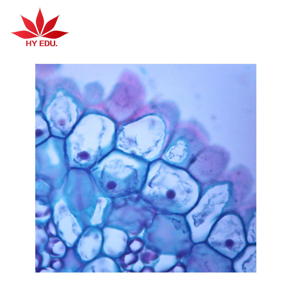 Индивидуальный наконечник корня луковицы l.s. Биология Митоз, приготовленные слайды для школьного обучения