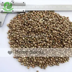 Good Quality Gansu Origin Chinese Hemp seeds