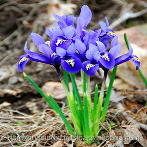 Proveedor a Granel de Aceite de Orris ABS de la India, Aceite de Orris ABS Certificado a Precio de Mayoreo - Product Image 6