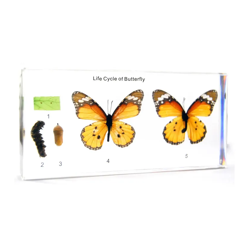 Gelsonlab HSBS-067 Acrylic Cuộc Sống chu kỳ của bướm Mẫu nhúng sinh học mẫu