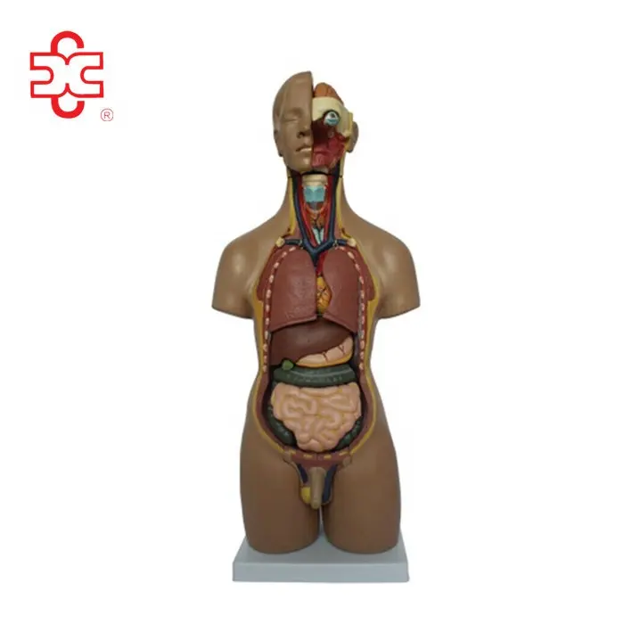 Туловище унисекс, 55 см, 20 частей, модель человеческого тела