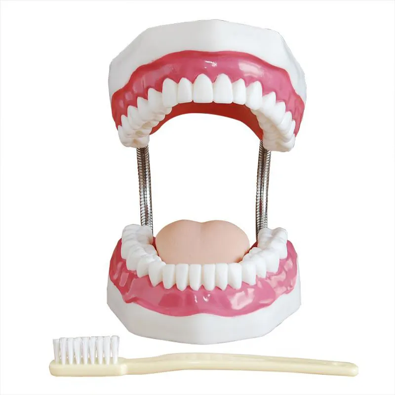 Dental care model (32 teeth) oral protection training. And dental hygiene. Exquisite cosmetic dental model