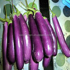 GMP Natural extracto de la berenjena - Product Image 4