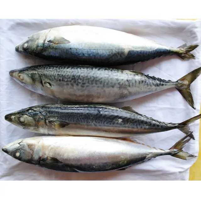 Seefang fisch von gefrorenem ganzen runden pazifischen Makrelen fisch mit BQF 300-500g