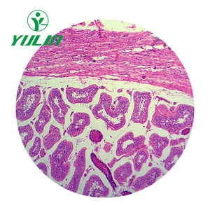 100 Loại Mô Học Giải Phẫu Người Đã Chuẩn Bị Slide - Product Image 1