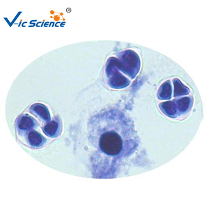 Kính hiển vi chuẩn bị Slide meiosis chuẩn bị Slide/mitosis chuẩn bị Slide - Product Image 5
