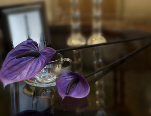 <span class=keywords><strong>Fiori</strong></span> <span class=keywords><strong>e</strong></span> <span class=keywords><strong>Piante</strong></span> di Anthurium <span class=keywords><strong>Piante</strong></span> di Anthurium in <span class=keywords><strong>Vendita</strong></span> - Product Image 6