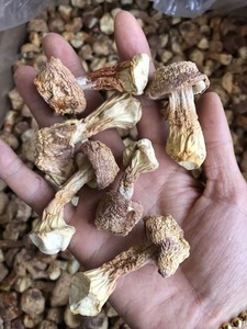 Detan seco <span class=keywords><strong>Agaricus</strong></span> blazei/Nombres de hongos <span class=keywords><strong>comestibles</strong></span> - Product Image 3
