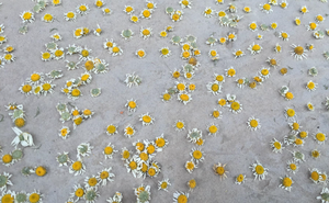 Flores de Manzanilla Secas de Alta Calidad, Crudas y Puras, para Té - Product Image 3
