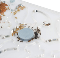 Ferme de fourmis acryliques en gros