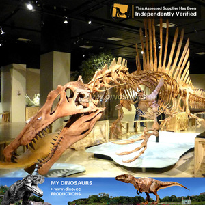 Bộ Xương Khủng Long Spinosaurus Cỡ Chữ V - Product Image 4