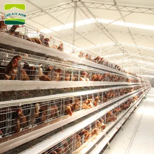 Kandang Peternakan Ayam Besar Kandang Baterai Ayam Jenis A Lapisan Kandang Ayam untuk Bangladesh