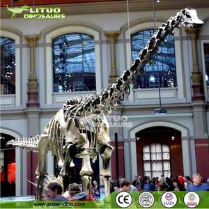 Mô Hình Bộ Xương Khủng Long Lớn Bảo Tàng Khoa Học - Product Image 5