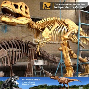 My <span class=keywords><strong>Dino</strong></span> AA645ขนาดชีวิตโครงกระดูกไดโนเสาร์สีทอง <span class=keywords><strong>Trex</strong></span> สำหรับจัดแสดง - Product Image 4