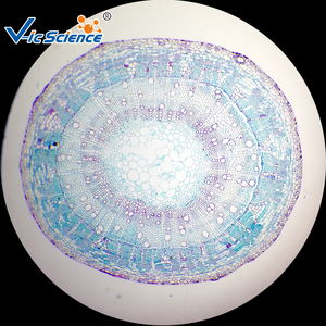 Microplaques Zea mays, Tige, t. s. <span class=keywords><strong>Microscope</strong></span> botanique diapositives préparées - Product Image 5