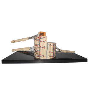 Modèle d'affichage des nerfs rachidiens avec moelle épinière - Product Image 2
