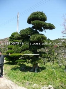 ต้นบอนไซ - Product Image 2