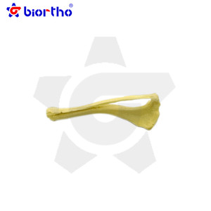 Instrumentos ortopédicos modelo de osso do filhote de cachorro - Product Image 6