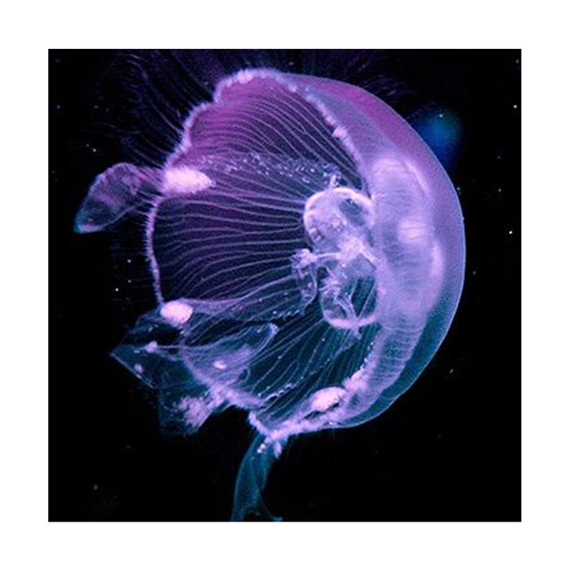 High End Short Lint Custom Diamond Painting AB Drill Purple Jellyfish Handmade Diy Full Drill Diamond Art Painting for Adults