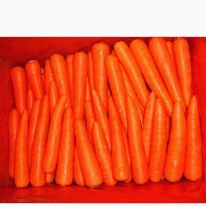 Cina Bulk <span class=keywords><strong>Fresh</strong></span> Carota Per Prezzo di Vendita - Product Image 4