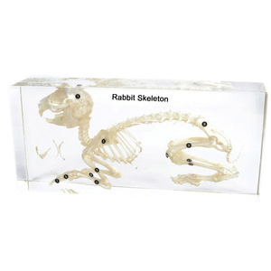 Gelsonlab HSBS-001 acrílico conejo esqueleto integrado muestra incluidas muestras biológicas - Product Image 1