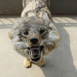 Sống Động Như Thật Động Vật Mô Phỏng Thú Nhồi Bông Sang Trọng Lớn Hoang Dã Wolf - Product Image 6