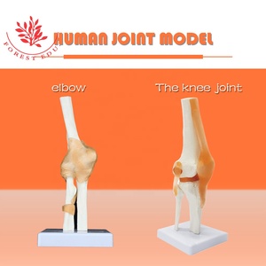 Loạt Mô Hình Khớp Trình Diễn Dây Chằng Chức Năng Vai, Khuỷu Tay, Hông, Đầu Gối, Bàn Tay, Bàn Chân Mô Hình Xương Khớp - Product Image 4
