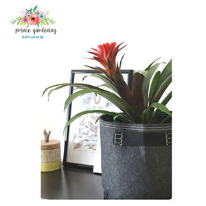 Des échantillons gratuits Spécialisés pour d'<span class=keywords><strong>achat</strong></span> section <span class=keywords><strong>Pomme</strong></span> <span class=keywords><strong>De</strong></span> <span class=keywords><strong>Terre</strong></span> Sac - Product Image 2
