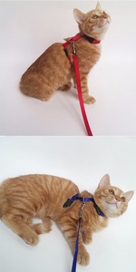 Collier pour chien gratuit pour <span class=keywords><strong>chiens</strong></span> et chats, accessoires, harnais avec laisse, harnais pour chat love pet - Product Image 6
