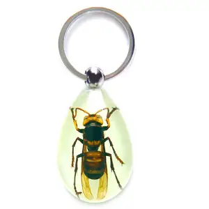 Diverse Echte Insecten Kever Bugs Specimen Sleutelhanger Contact voor Detail Logo Ingebed Reclame Gift Factory Prijs Mix order