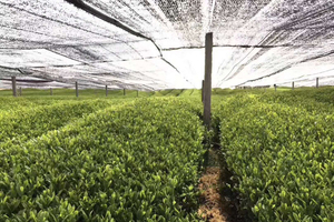 Ebay vendita calda in polvere erbe naturali cinese Matcha istantaneo 100% a base <span class=keywords><strong>di</strong></span> erbe dimagrante Detox tè verde biologico <span class=keywords><strong>di</strong></span> alta <span class=keywords><strong>montagna</strong></span> - Product Image 3