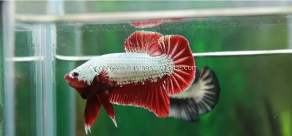 Thai Betta Fish Halfmoon/colorido Unisex neón colorido patrón neón bolsa algodón verano cómodo TH;24 cinturón bolsa, pantalones Casuales