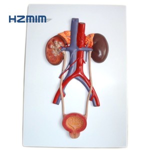 Umani del sistema urinario modello anatomico (rene, reter e della vescica) - Product Image 2