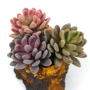 V-3205 Fiori di Loto in Plastica Floccata Vendita Calda <span class=keywords><strong>Piante</strong></span> <span class=keywords><strong>Artificiali</strong></span> Succulente in Set - Product Image 4