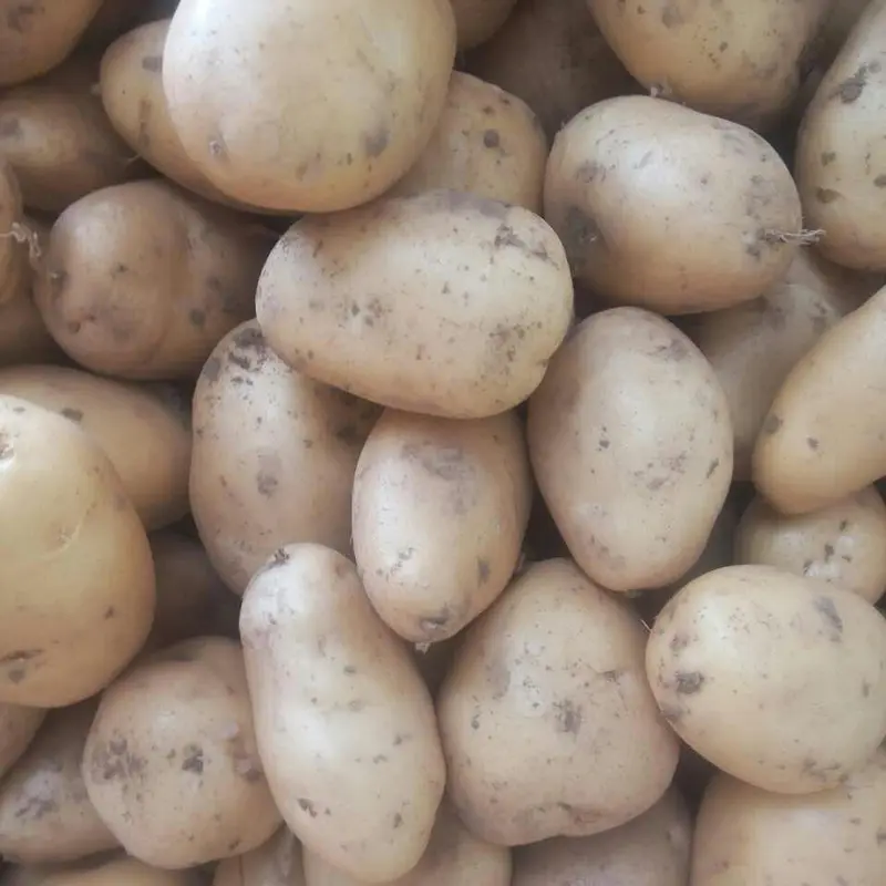 Holland patates tohumları